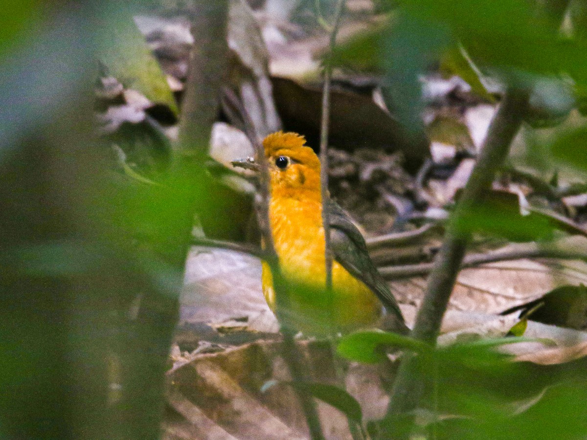Orange-headed Thrush - ML646784149
