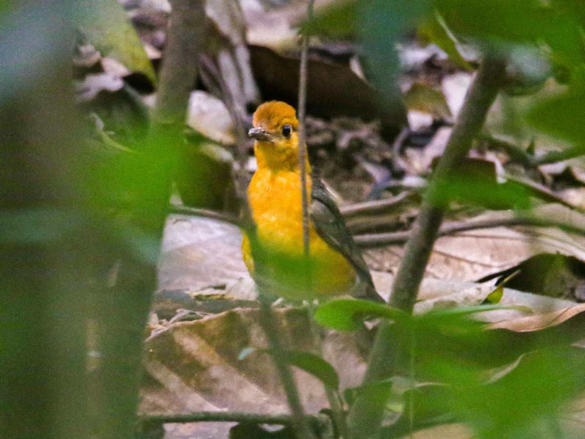 Orange-headed Thrush - ML646784150