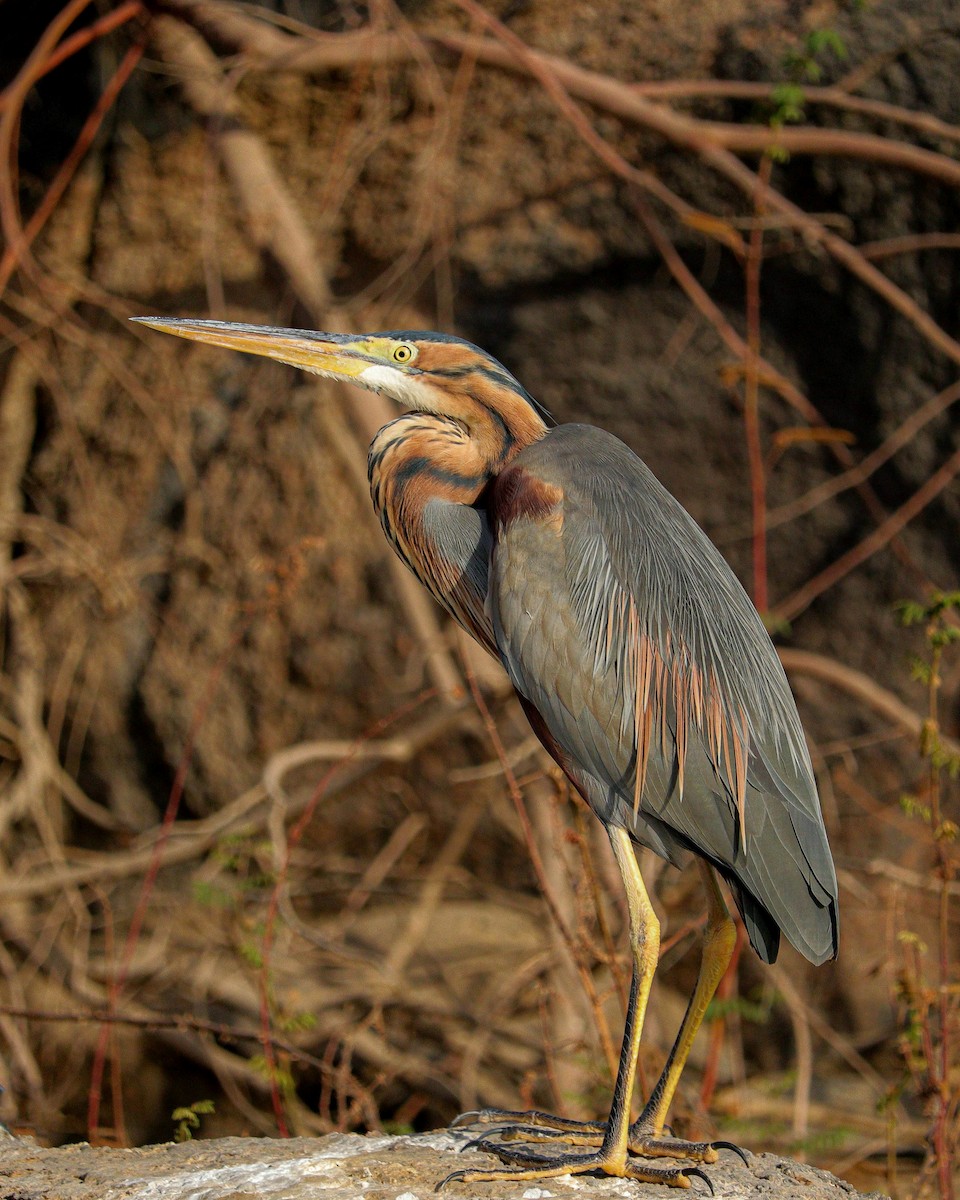Purple Heron - ML646784151