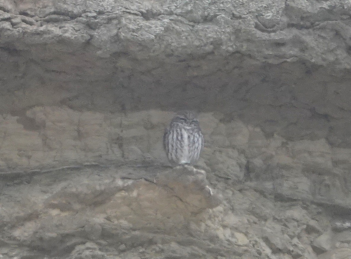 Civetta - ML646784152