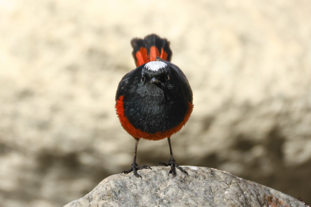 White-capped Redstart - ML646784153