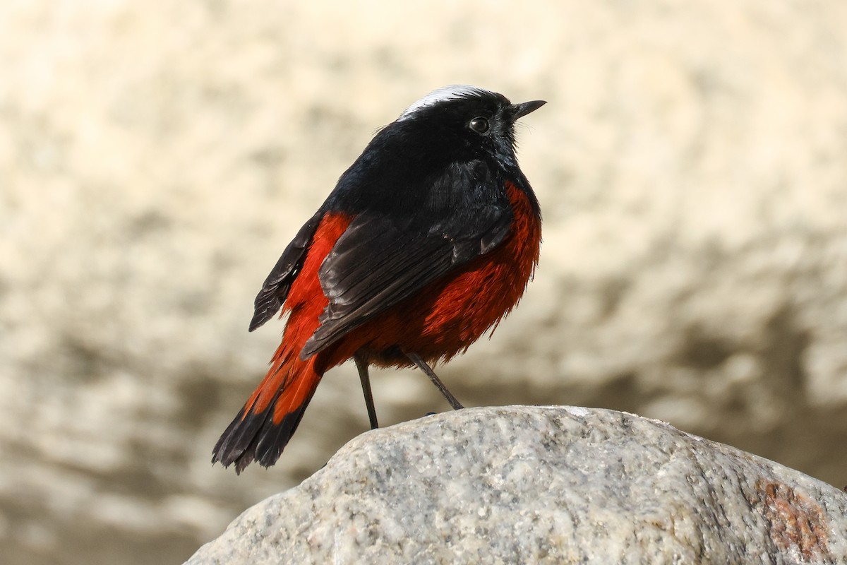 White-capped Redstart - ML646784154