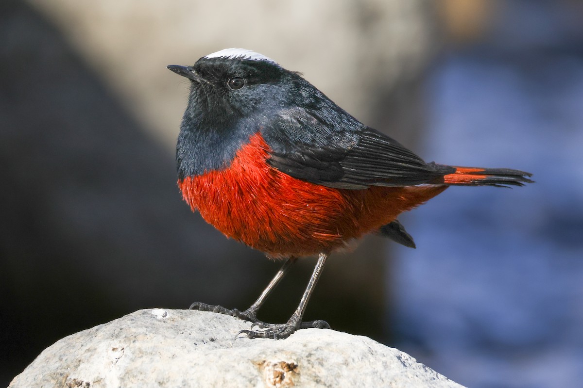 White-capped Redstart - ML646784155