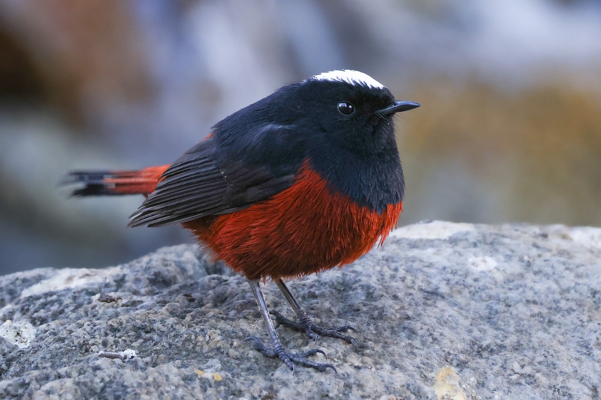 White-capped Redstart - ML646784156