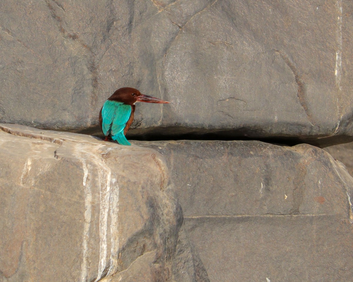 White-throated Kingfisher - ML646784157