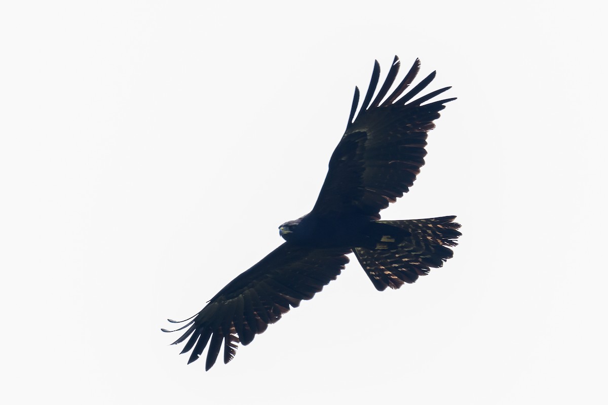 Aigle noir - ML646784158