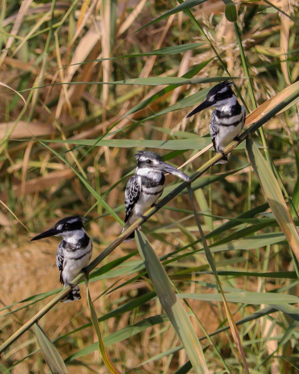 Pied Kingfisher - ML646784161
