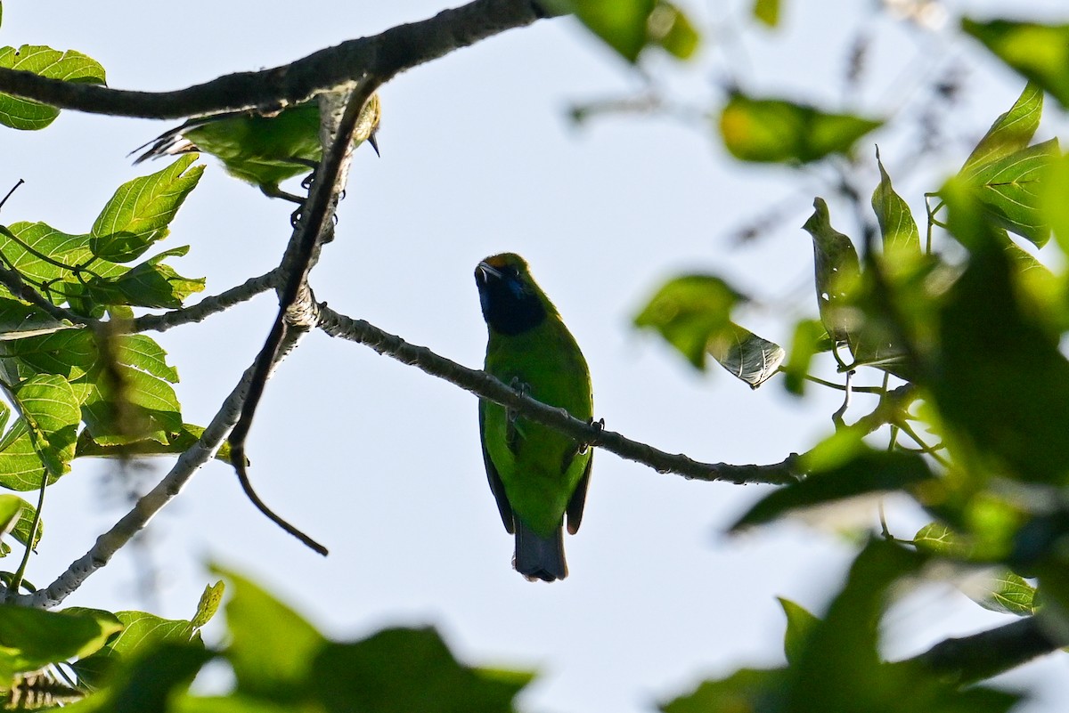 Golden-fronted Leafbird - ML646784162