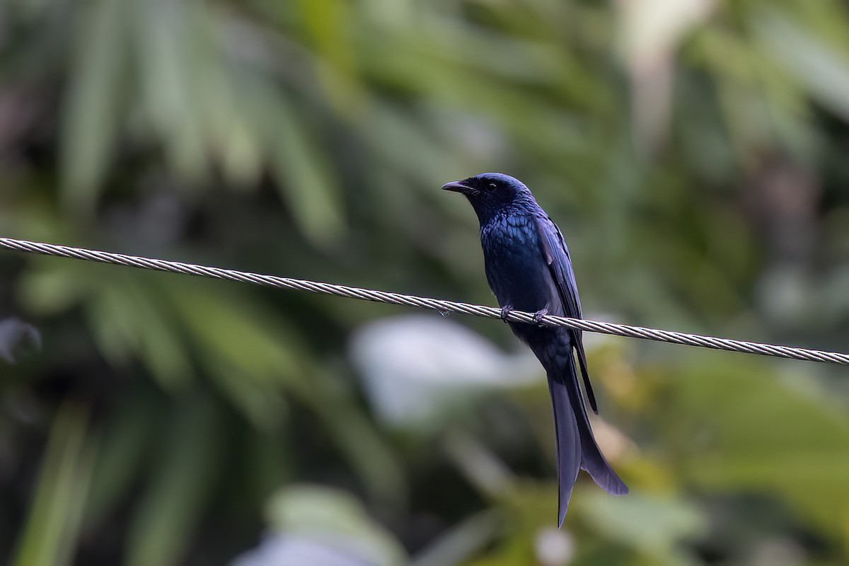 Drongo Bronceado - ML646784165