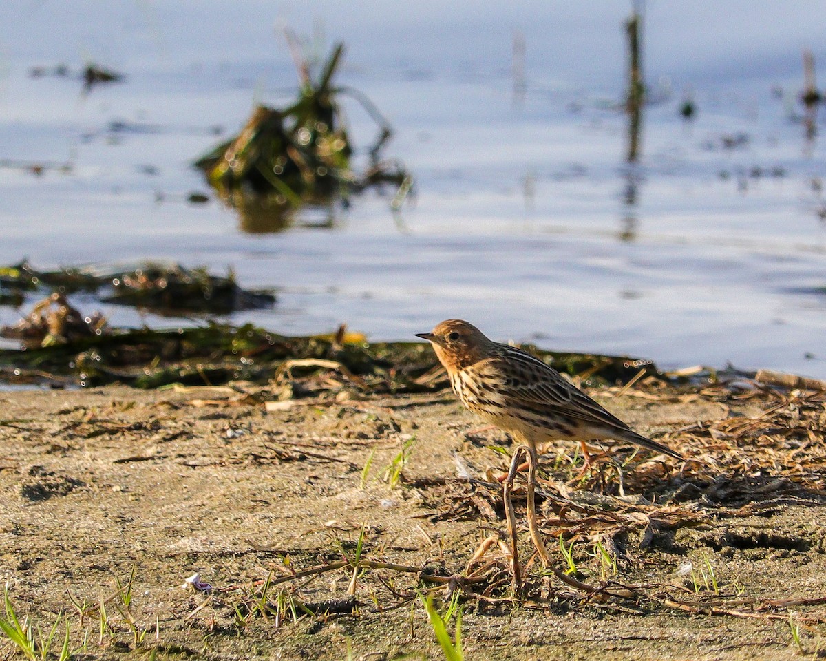 Red-throated Pipit - ML646784167