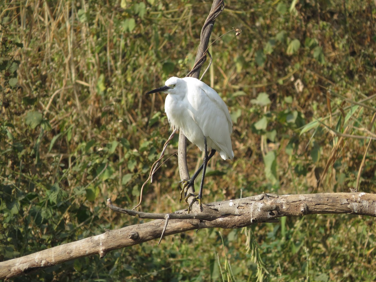 Little Egret - ML646784168