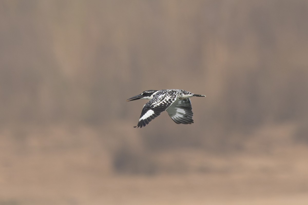 Pied Kingfisher - ML646784169