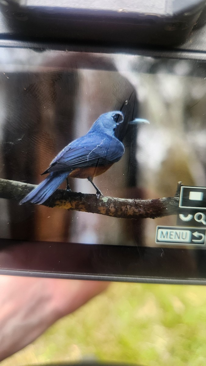 Black-faced Monarch - ML646784171