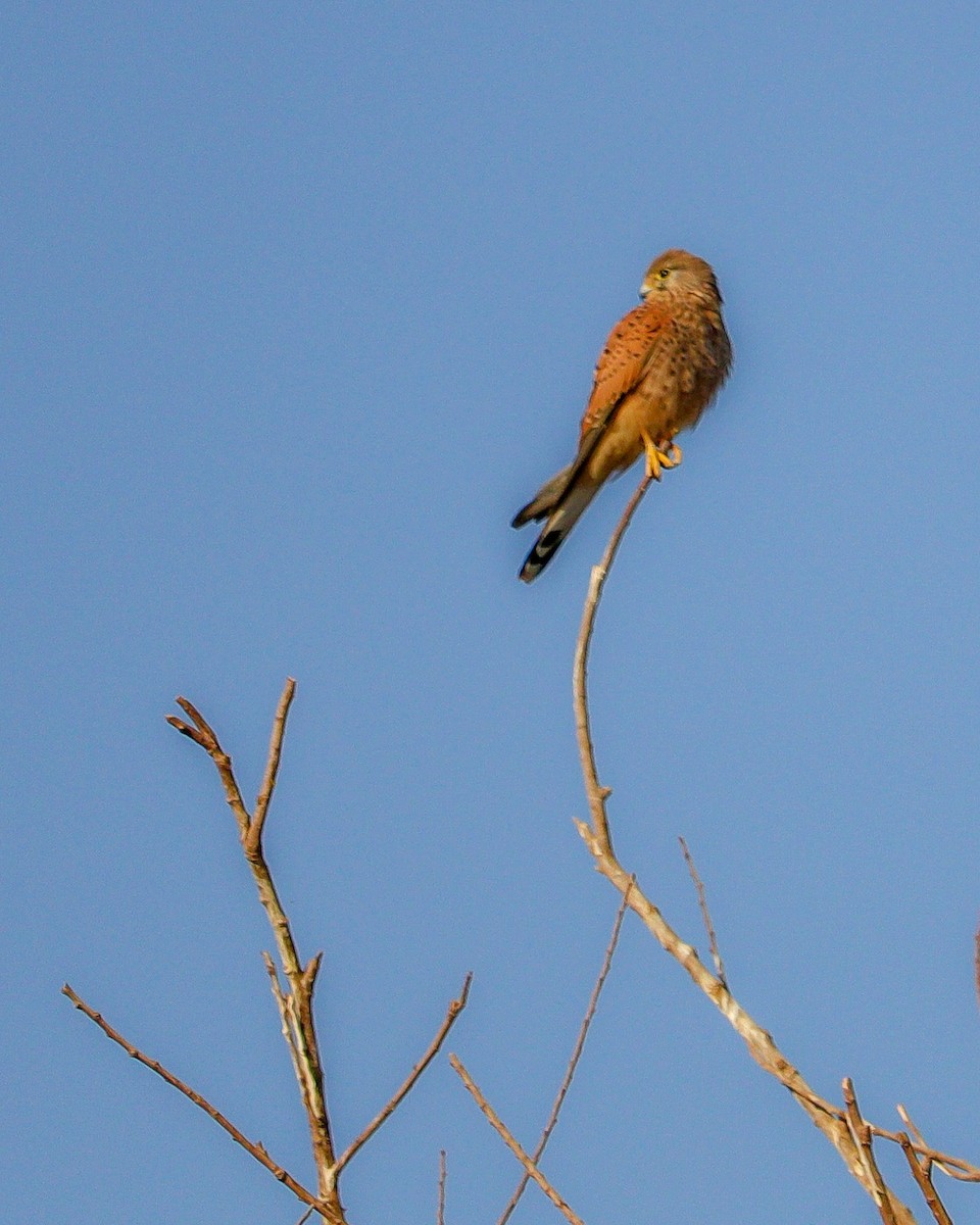 Eurasian Kestrel - ML646784172