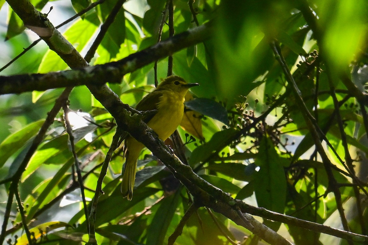 Bulbul à sourcils d'or - ML646784174