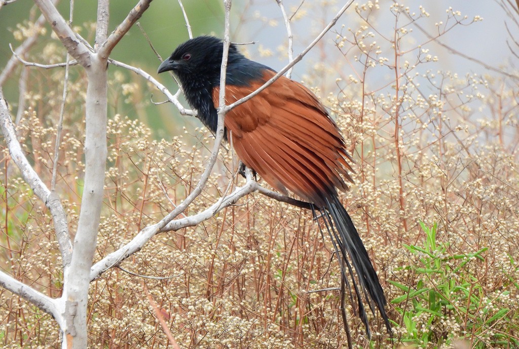 Malagasy Coucal - ML646784175