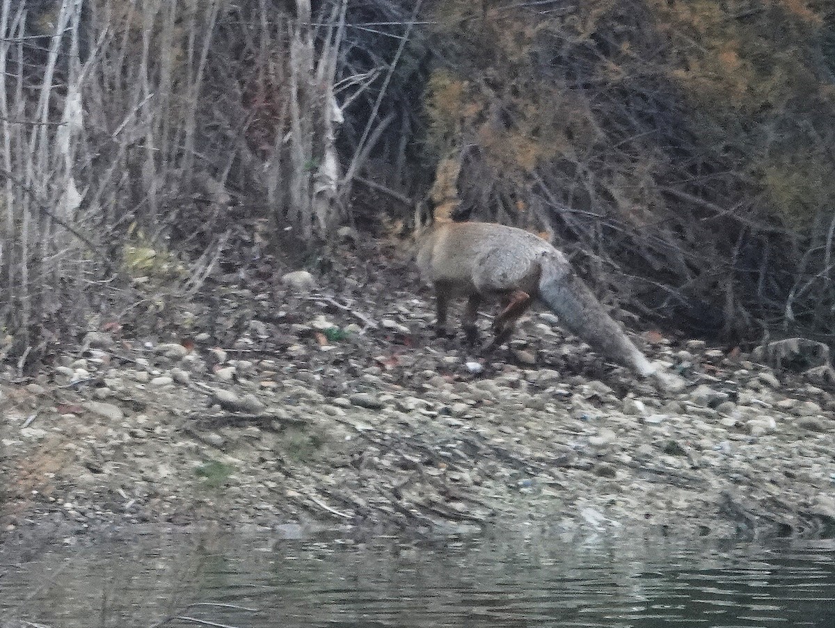 Animali - ML646784178