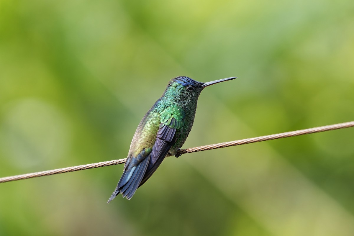 kolibřík indigovohlavý - ML646784179