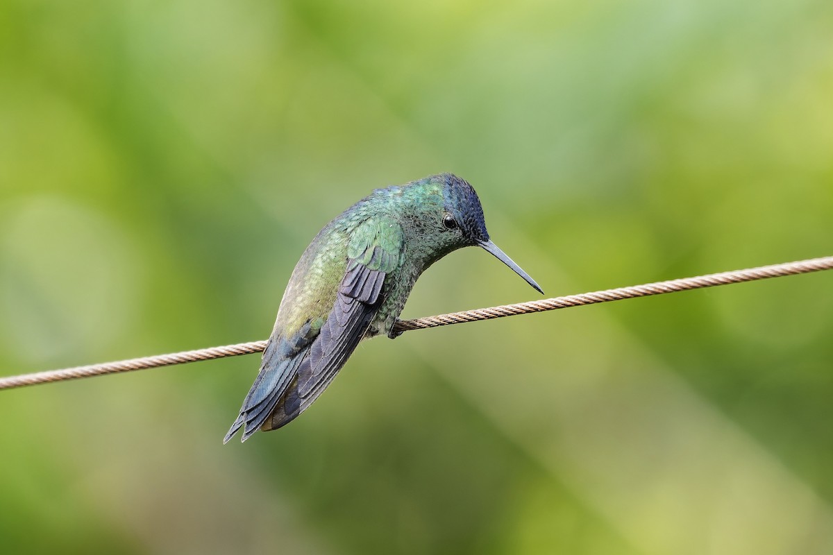 kolibřík indigovohlavý - ML646784180