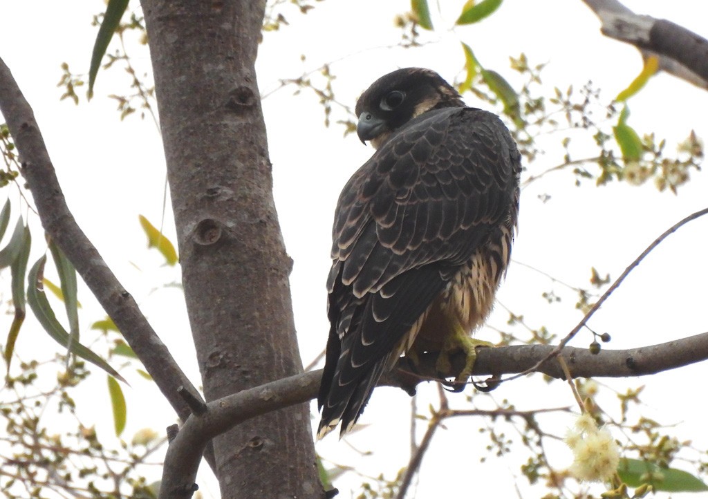 Peregrine Falcon - ML646784182