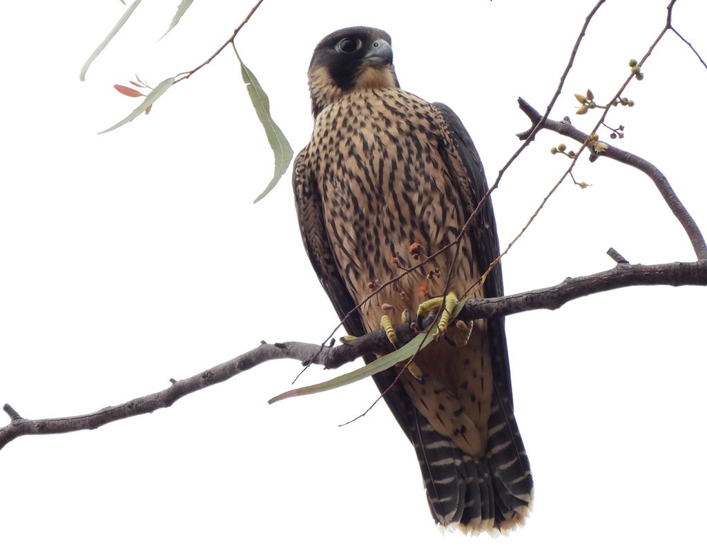 Peregrine Falcon - ML646784183