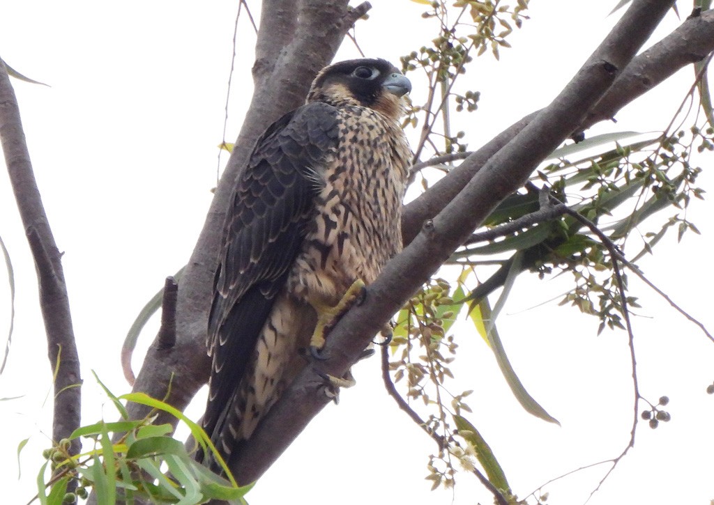 Peregrine Falcon - ML646784184