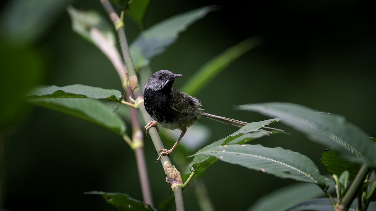 Black-throated Prinia - ML646784186