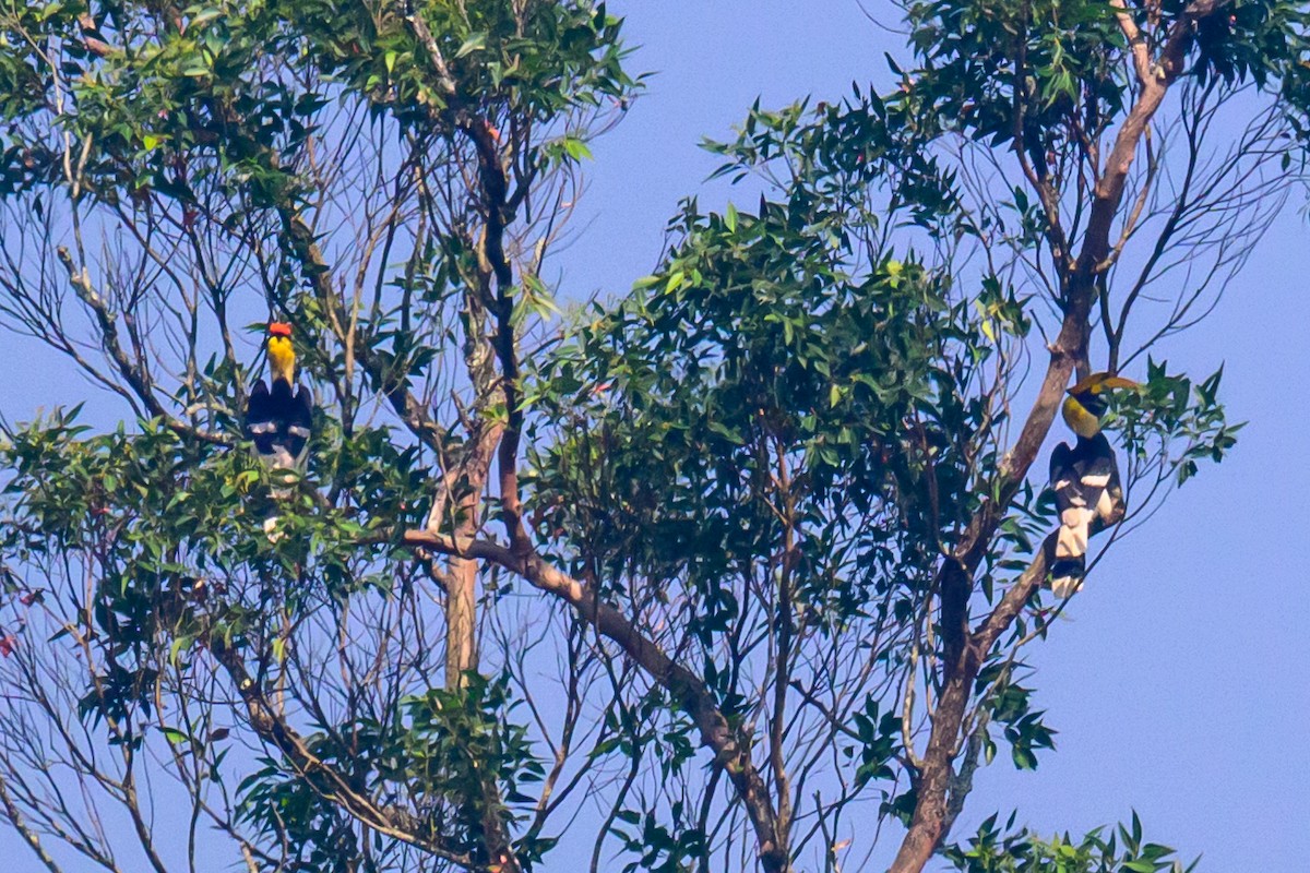 Calao bicorne - ML646784192