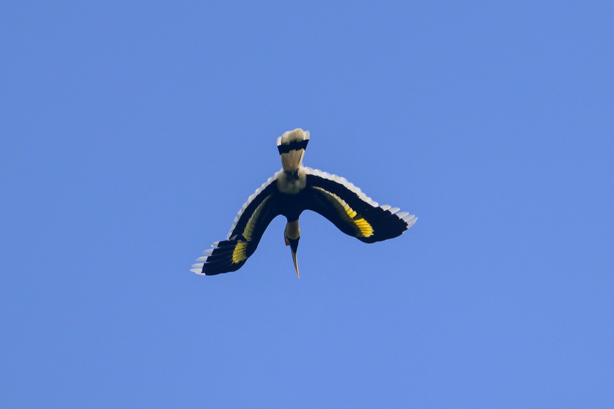 Calao bicorne - ML646784193