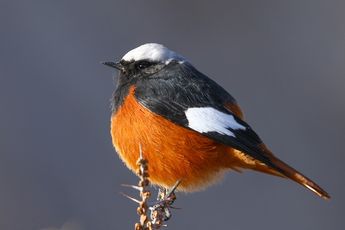 White-winged Redstart - ML646784194