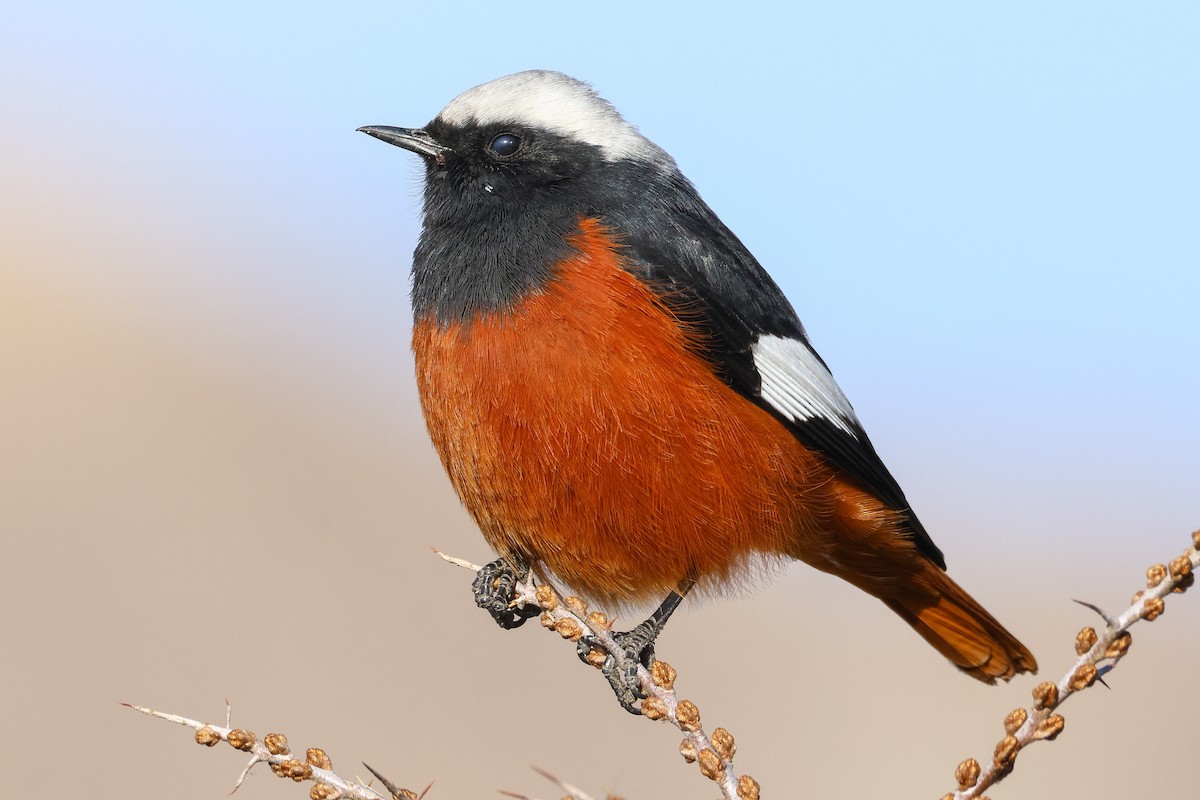White-winged Redstart - ML646784195