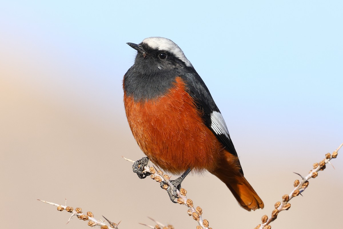 White-winged Redstart - ML646784196