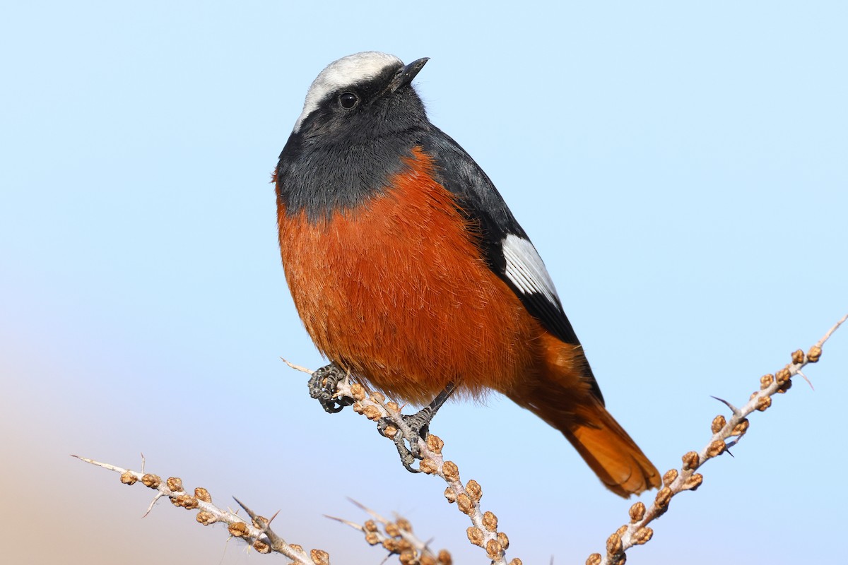 White-winged Redstart - ML646784198