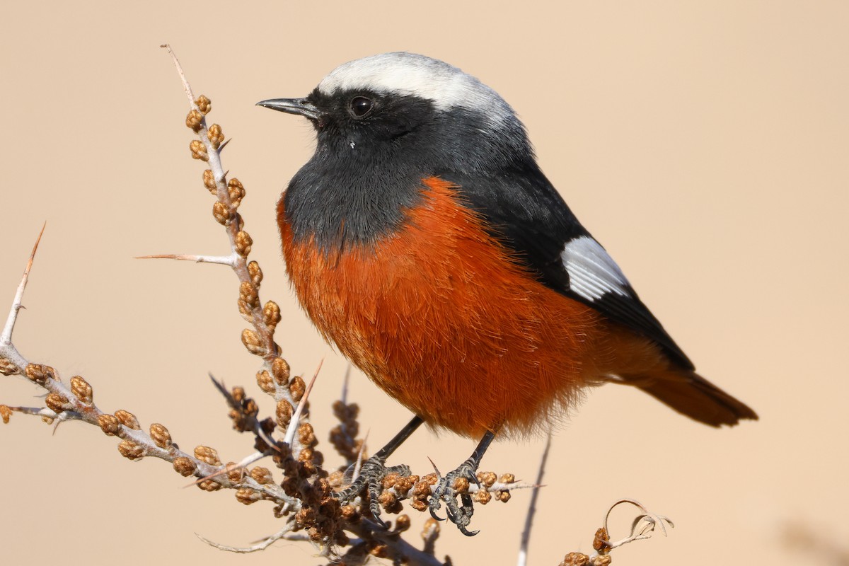 White-winged Redstart - ML646784199