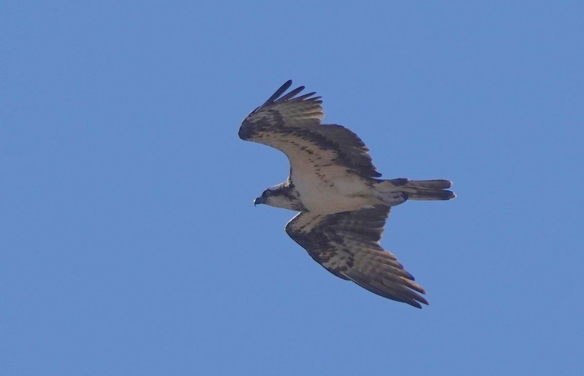 Скопа західна - ML646784201