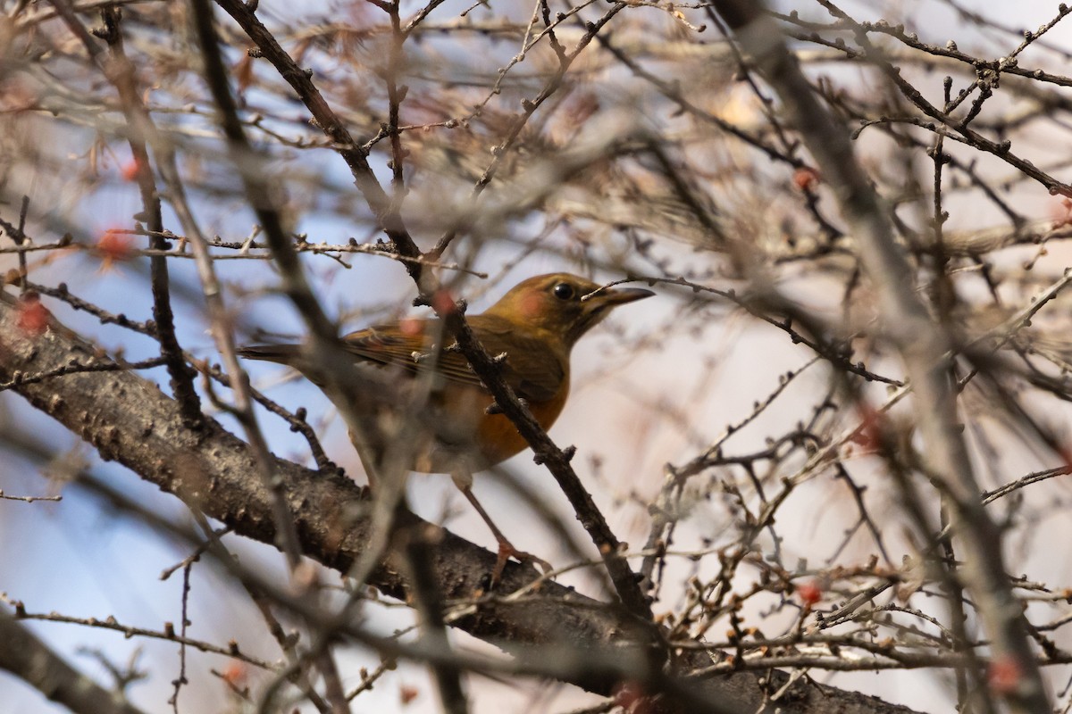 Brown-headed Thrush - ML646784204