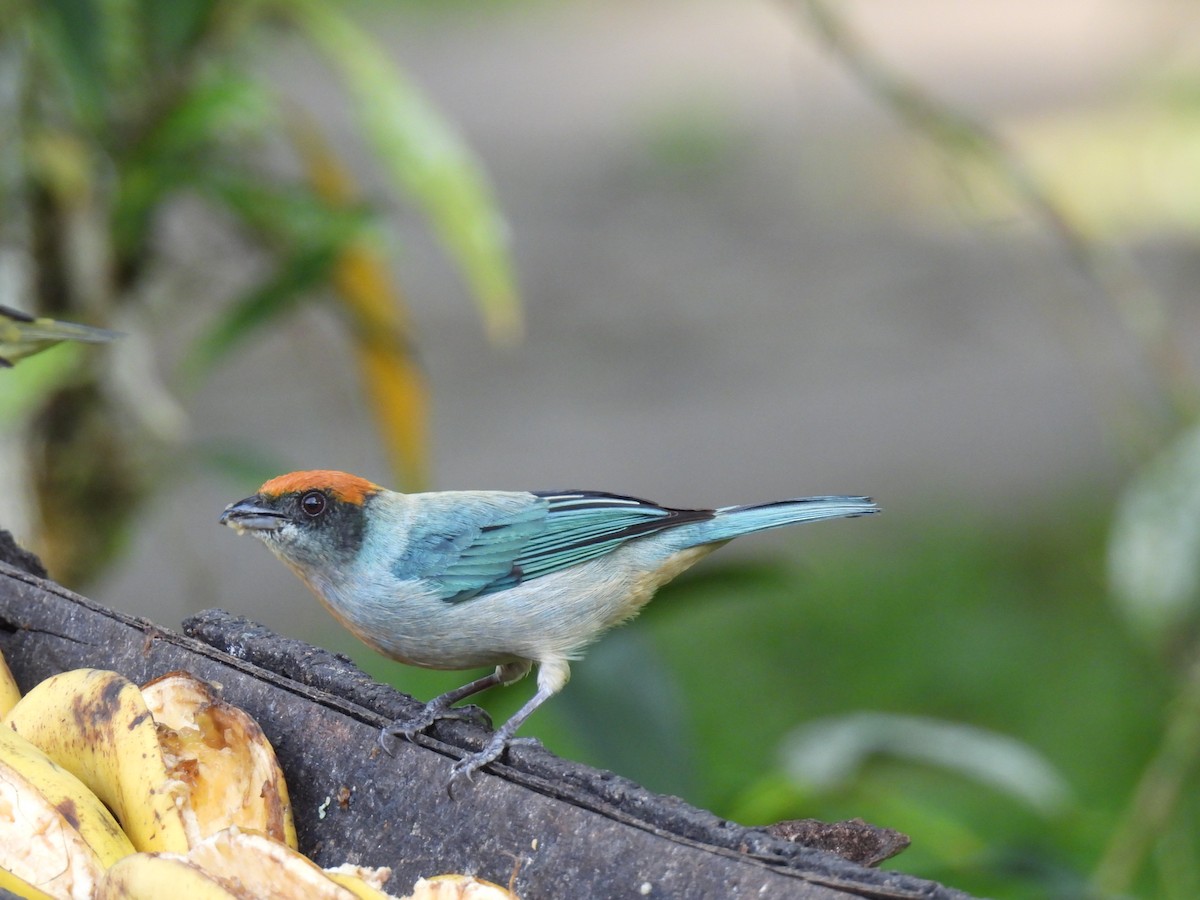 Scrub Tanager - ML646784205