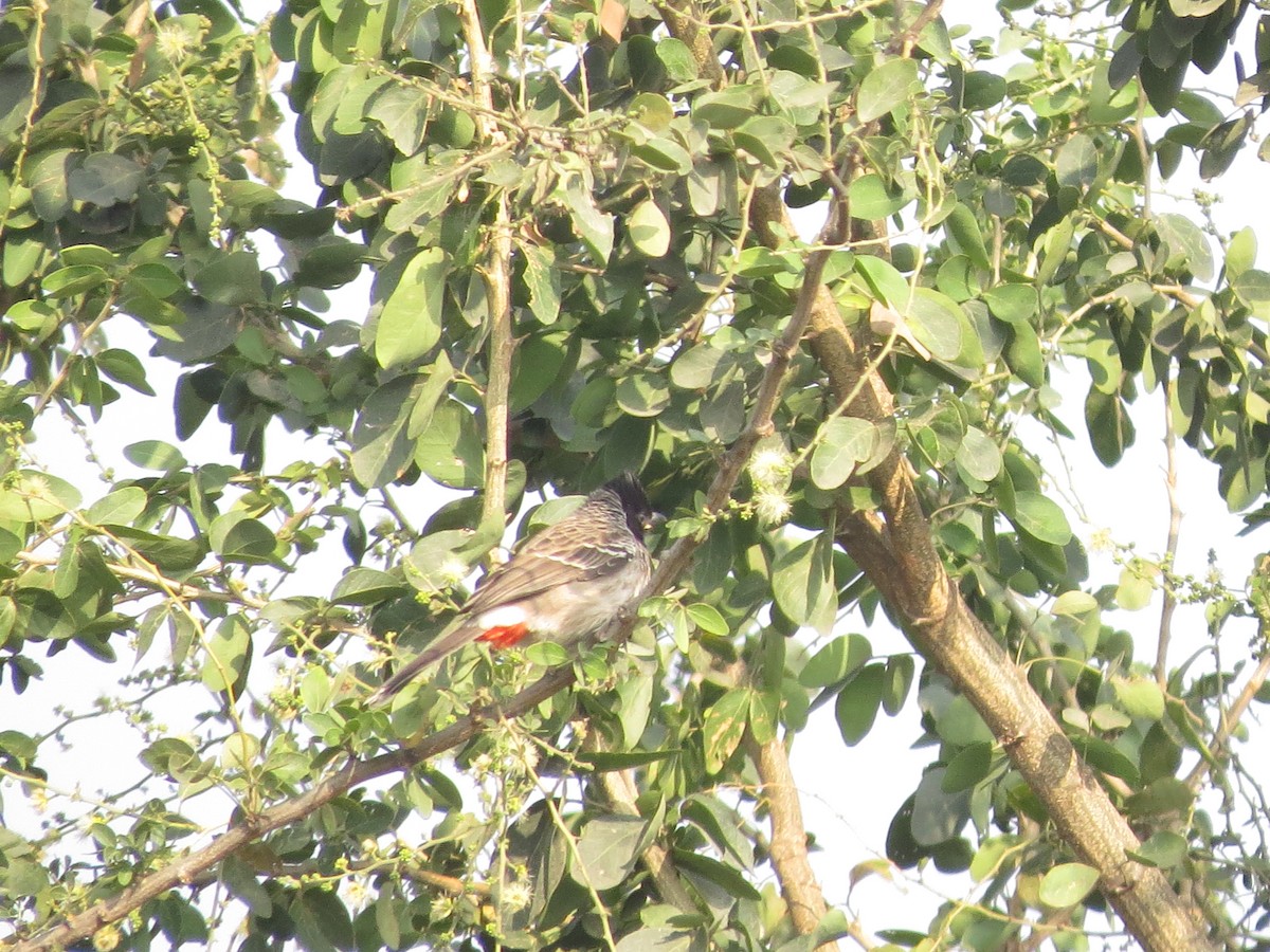 Red-vented Bulbul - ML646784206