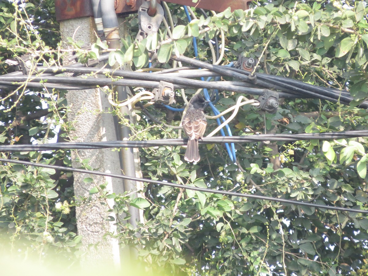Red-vented Bulbul - ML646784207