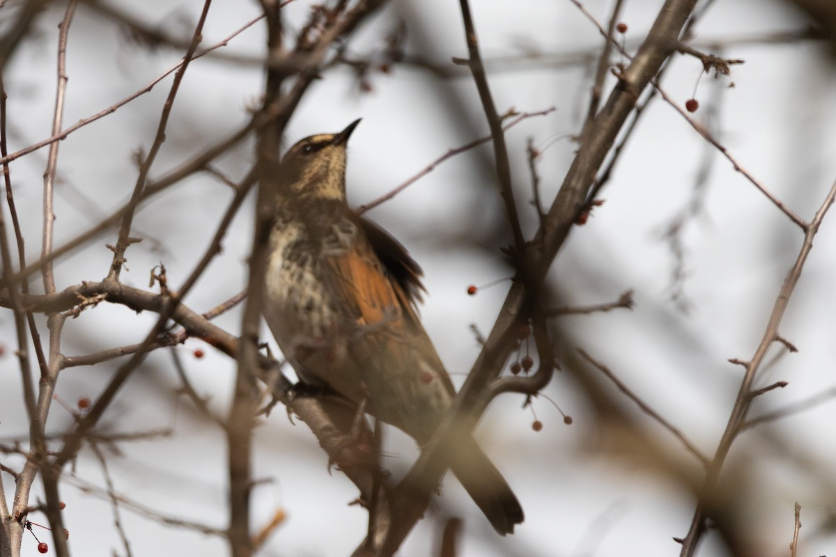 Dusky Thrush - ML646784208