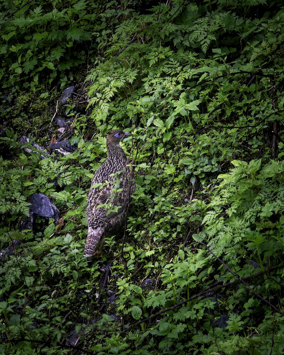 ニジキジ - ML646784209