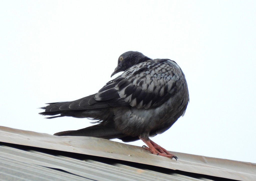 Haitz-usoa (etxekoa) - ML646784210