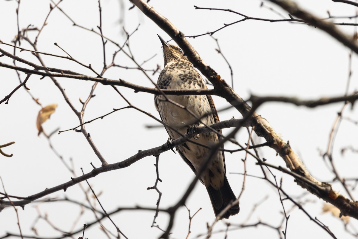 Dusky Thrush - ML646784211