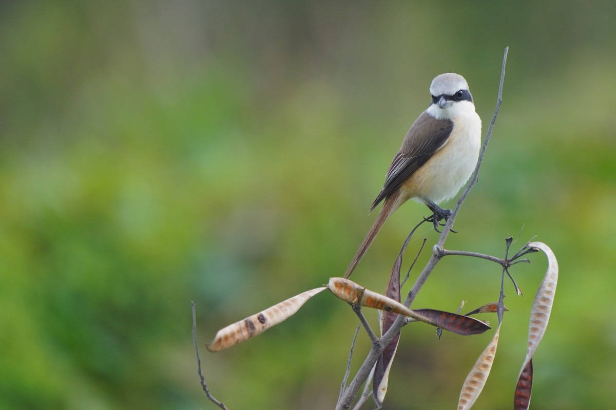Brown Shrike - ML646784234