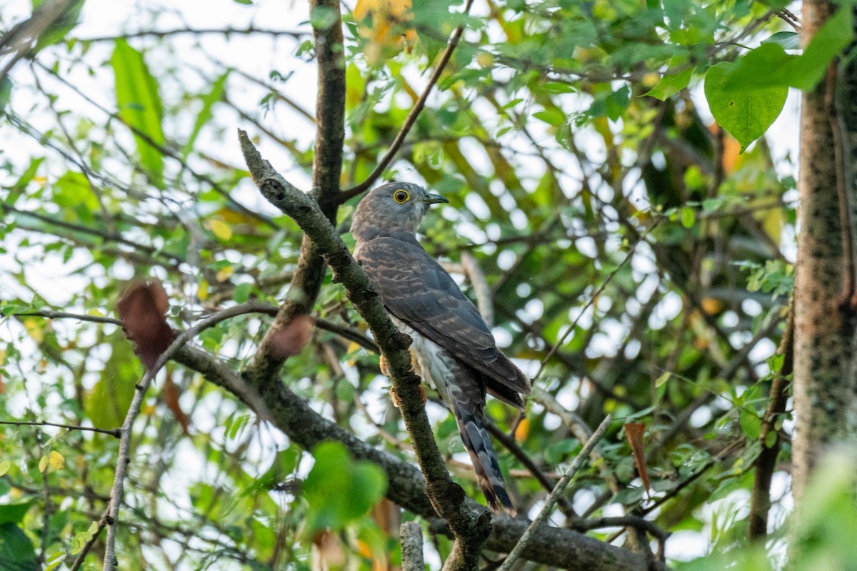 Common Hawk-Cuckoo - ML646784240