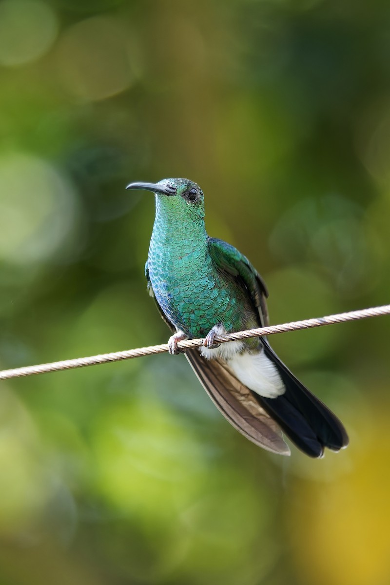 Colibrí de Buffon - ML646784244