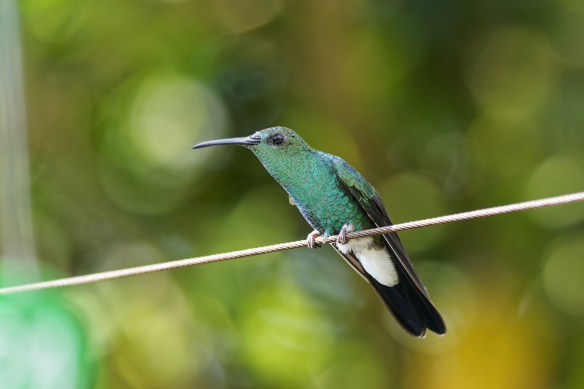Colibrí de Buffon - ML646784245