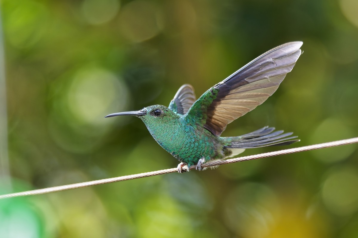 Colibrí de Buffon - ML646784246