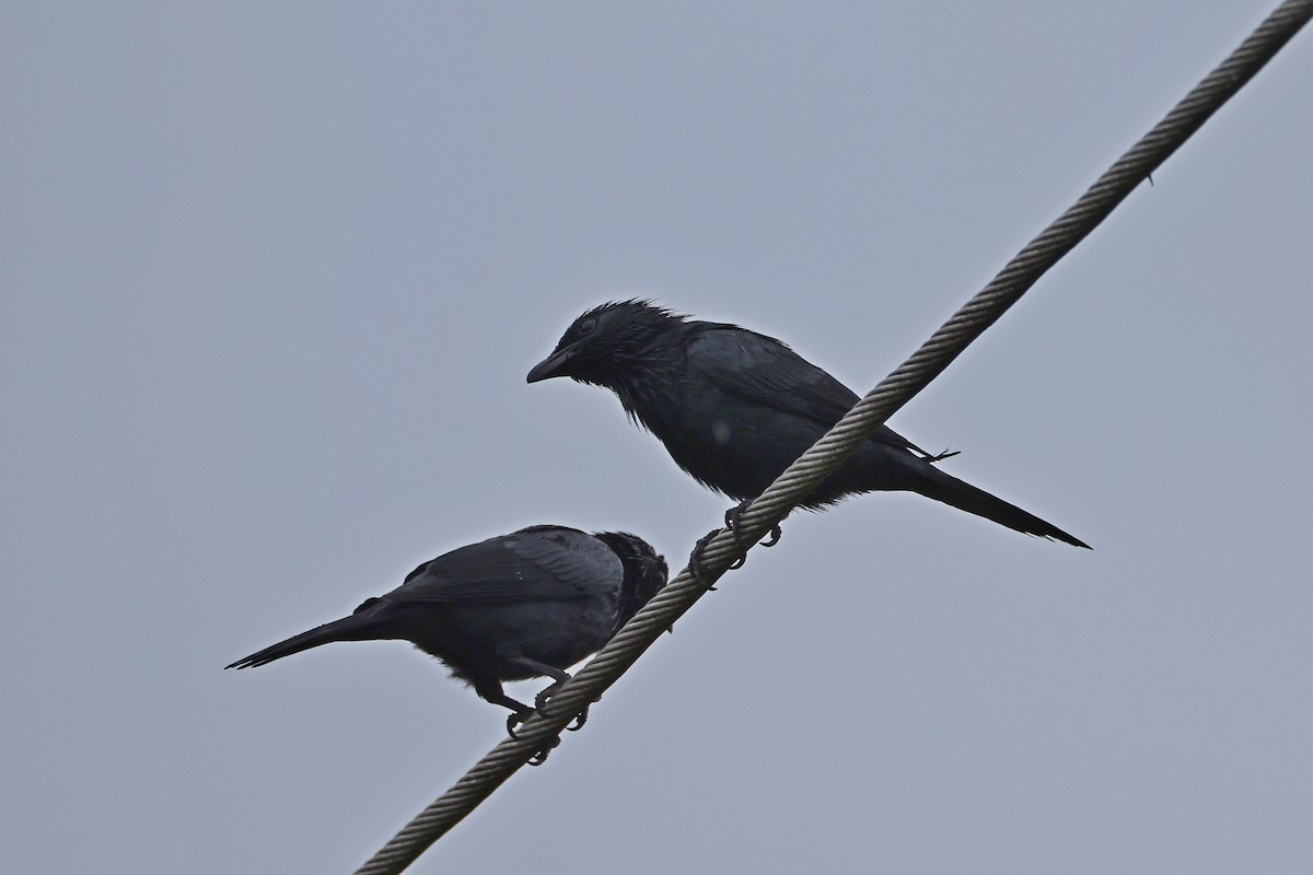 Молуккский скворец - ML646784250