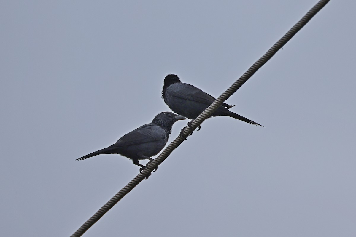 Молуккский скворец - ML646784251